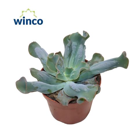 Echeveria 'Culibra'