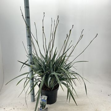 Dianella BLUE RIPPLE