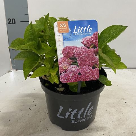 Hydrangea macrophylla 'Little Pink'