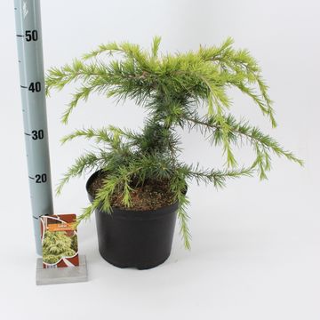 Cedrus deodara 'Golden Horizon'