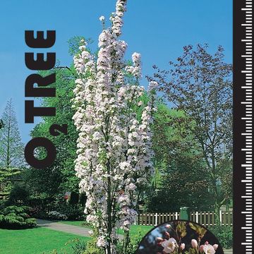 Prunus serrulata 'Amanogawa'