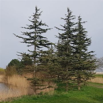 Cedrus libani