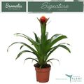 Guzmania 'Violix'