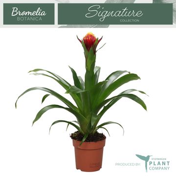 Guzmania 'Violix'
