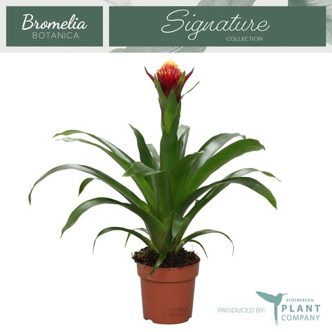 Guzmania 'Violix'