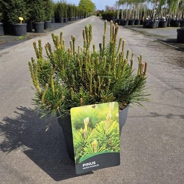 Pinus mugo pumilio