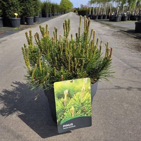 Pinus mugo pumilio