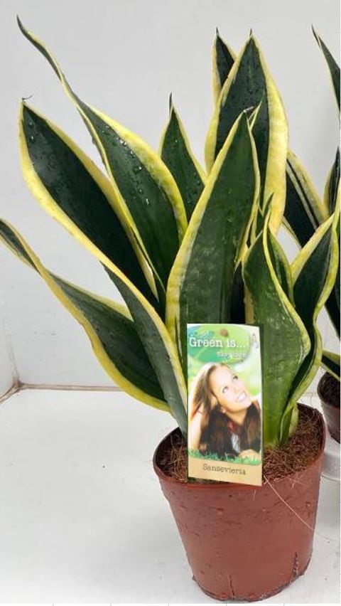Sansevieria trifasciata 'Black Gold'