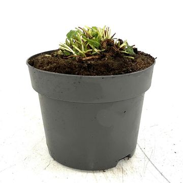 Betonica officinalis 'Hummelo'