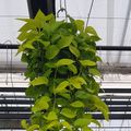 Epipremnum pinnatum 'Golden Pothos'