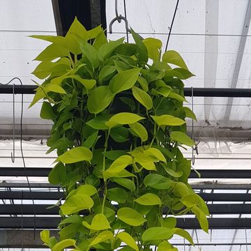 Epipremnum pinnatum 'Golden Pothos'