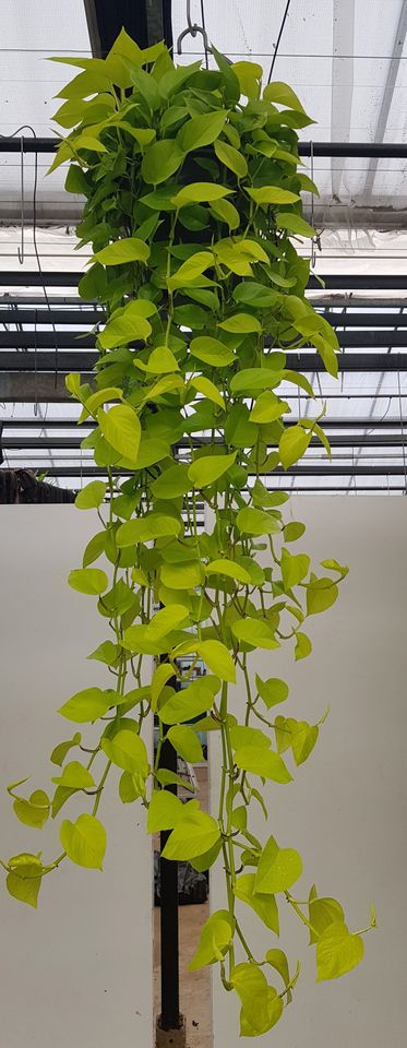 Epipremnum pinnatum 'Golden Pothos'