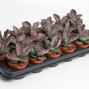 Kalanchoe humilis 'Zebra'