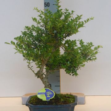 Ilex crenata