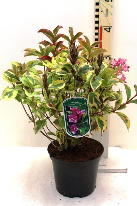 Weigela 'Kosteriana Variegata'