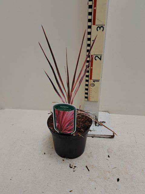 Cordyline australis 'Southern Splendour'