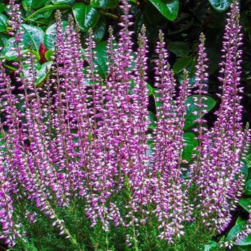 Calluna vulgaris GARDEN GIRLS HILDA