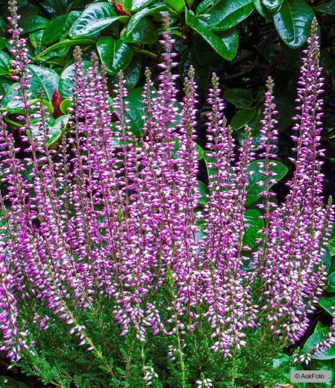 Calluna vulgaris GARDEN GIRLS HILDA