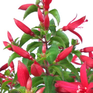 Fuchsia 'Chilli Red'