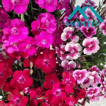 Dianthus OSCAR MIX