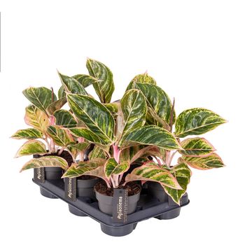 Aglaonema 'Zebrina Pink'