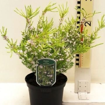 Diosma hirsuta 'Sunset Gold'