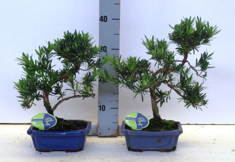 Podocarpus chinensis