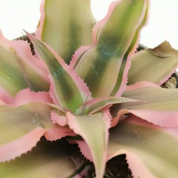 Cryptanthus bivittatus 'Pink Starlite'