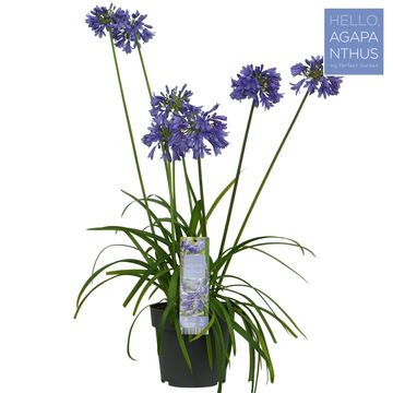 Agapanthus EVERPANTHUS EVER SAPPHIRE