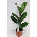 Ficus lyrata