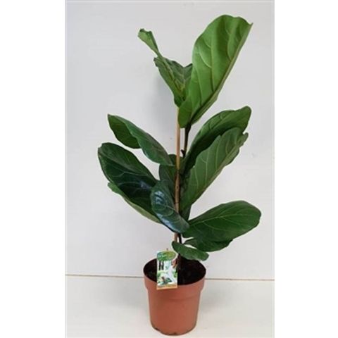 Ficus lyrata