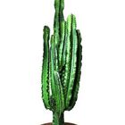 Euphorbia erythraea