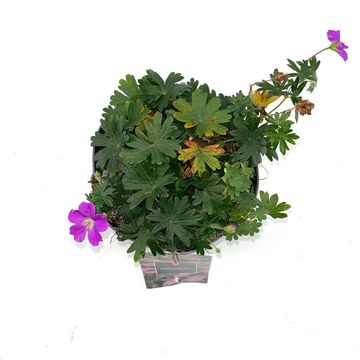 Geranium sanguineum 'Max Frei'