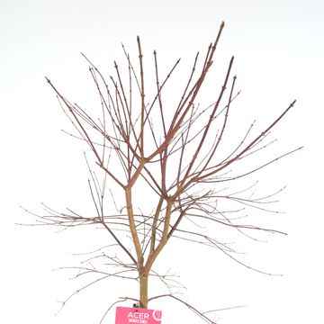 Acer palmatum 'Beni-maiko'