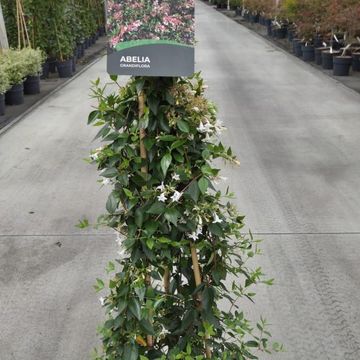 Abelia x grandiflora