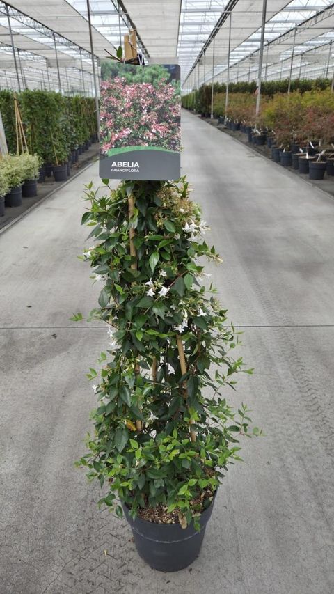 Abelia x grandiflora