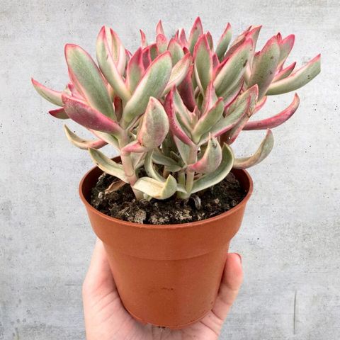 Crassula rubricaulis