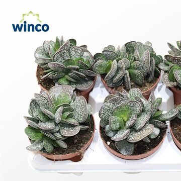 Adromischus maculatus