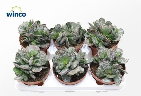 Adromischus maculatus