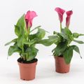 Zantedeschia 'Captain Cheerio'