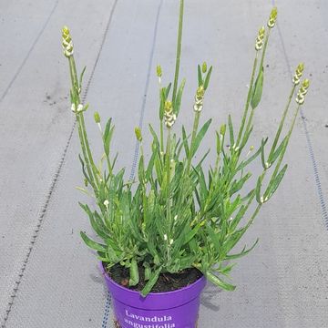 Lavandula x intermedia 'Edelweiss'