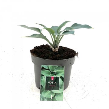 Hosta 'Halcyon'