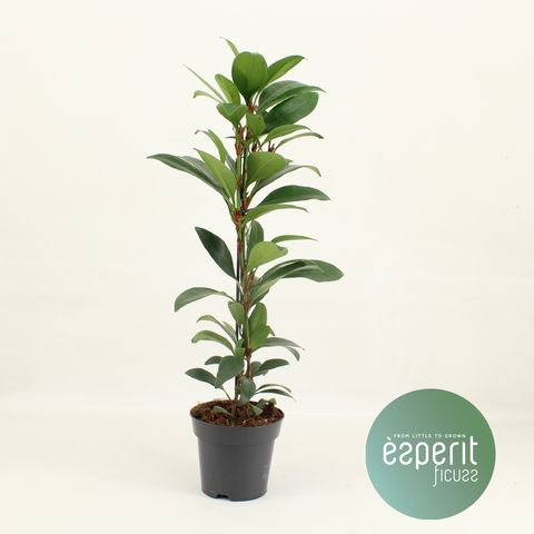 Ficus cyathistipula COMPACTA