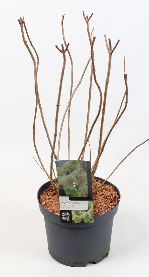 Hydrangea paniculata SKYFALL