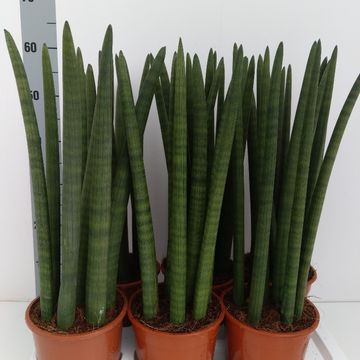 Sansevieria cylindrica 'Straight'