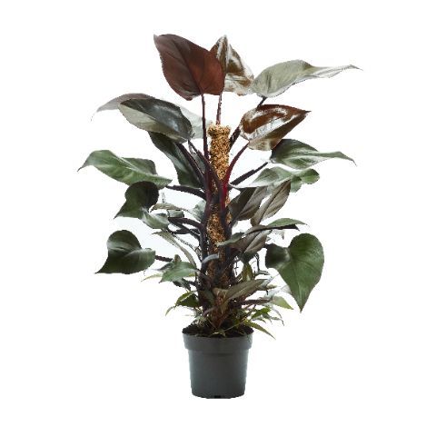 Filodendron erubescens 'New Red'