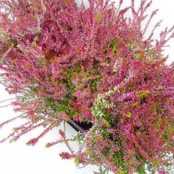 Calluna vulgaris GARDEN GIRLS BONITA