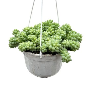 Sedum morganianum