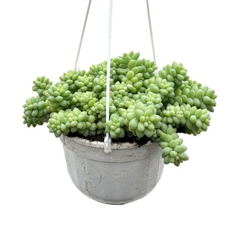 Sedum morganianum