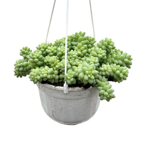 Sedum morganianum